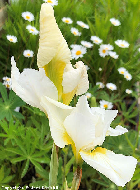 Iris Sibirica-Ryhm 'White Swirl', loistokurjenmiekka